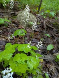 Heartleaf Foamflower thumbnail 4