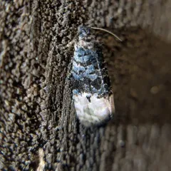 Pink-washed Leafroller Moth thumbnail 3