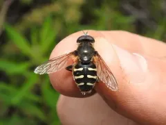 Six-banded Pond Fly thumbnail 4