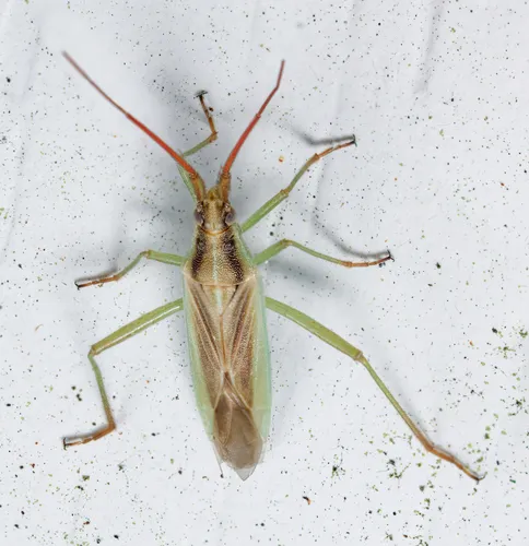 Stenodema vicinum