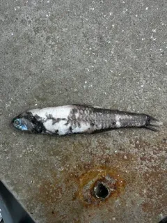California Headlightfish thumbnail 3
