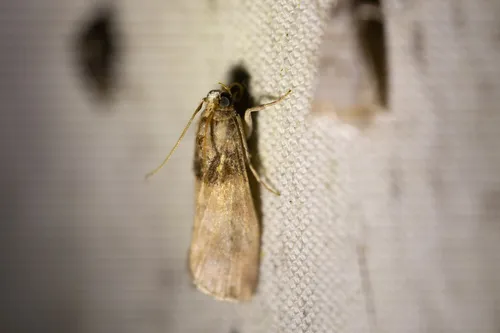 Acrobasis aurorella