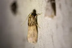 Acrobasis aurorella thumbnail 1