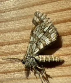 Green Broomweed Looper Moth thumbnail 4