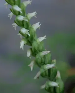 Oval Ladies' Tresses thumbnail 1