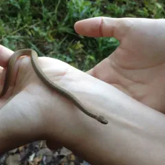 DeKay's Brownsnake thumbnail 4