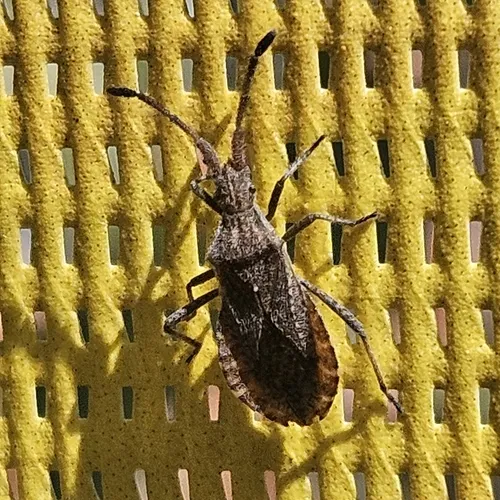 Coriomeris humilis