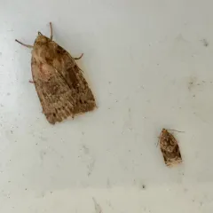 Small Brown Quaker thumbnail 1