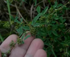 Dahurian lespedeza thumbnail 1