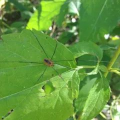 Eastern Harvestman thumbnail 3