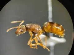 Shiny-bellied Fuzzy Ant thumbnail 4
