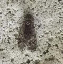 Aaroniella badonneli thumbnail 3