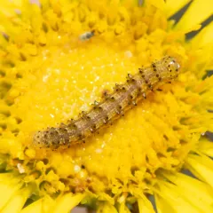 Yellow Sunflower Moth thumbnail 4