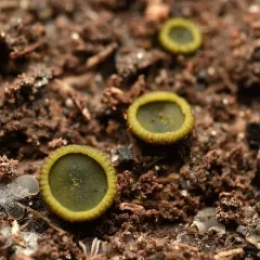 Olive Salver thumbnail 4