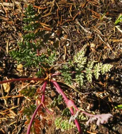 broadsheath desert parsley thumbnail 4