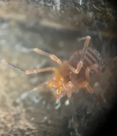 Sclerobunus nondimorphicus thumbnail 4