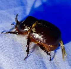 Eastern Rhinoceros Beetle thumbnail 4
