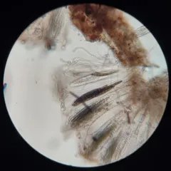 Geoglossum glabrum thumbnail 4