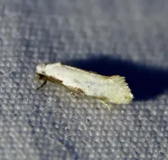 Mea skinnerella thumbnail 4