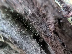 Chaenotheca brachypoda thumbnail 1