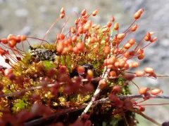 Wright's Bryum thumbnail 1