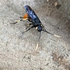 Black-and-red Horntail thumbnail 3