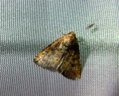 Red Groundling Moth thumbnail 2