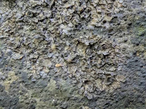Scytinium rivale