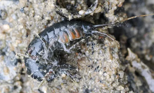 Spinulogammarus subcarinatus