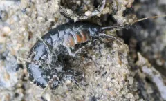 Spinulogammarus subcarinatus thumbnail 1