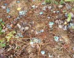 Blue Roundhead thumbnail 4