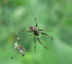 Labyrinth Orbweaver thumbnail 3