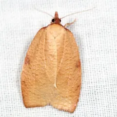 Western Avocado Leafroller Moth thumbnail 4