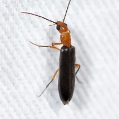 Xanthochroina bicolor thumbnail 3