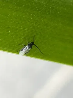 Cabbage White Parasitoid Wasp Bracovirus thumbnail 2