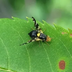black cherry fruit fly thumbnail 3