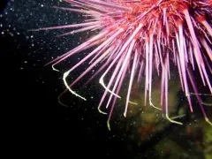 Dulichia rhabdoplastis thumbnail 4