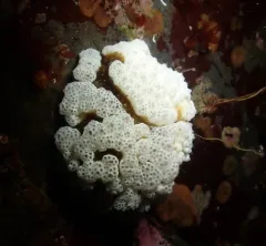 Mushroom Tunicate thumbnail 4