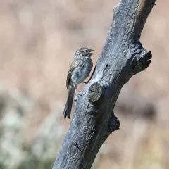 Brewer's Sparrow thumbnail 4
