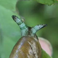 Leucochloridium paradoxum thumbnail 3