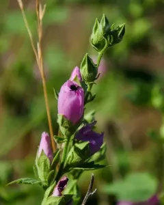 Baker's globe mallow thumbnail 4