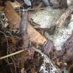 Milky Slug thumbnail 1