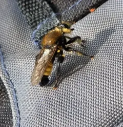 Boreal Laphria thumbnail 4
