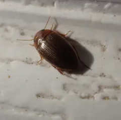 Copelatus glyphicus thumbnail 4