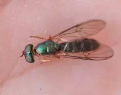 Merosargus caeruleifrons thumbnail 4
