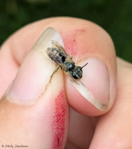 Rehn's Miner Bee