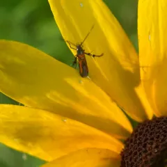 Brilliant Sunspur thumbnail 4