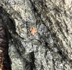 Neomolgus littoralis thumbnail 4