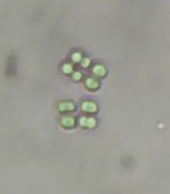 Merismopedia tenuissima thumbnail 3