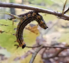 Drexel's Datana Moth thumbnail 2